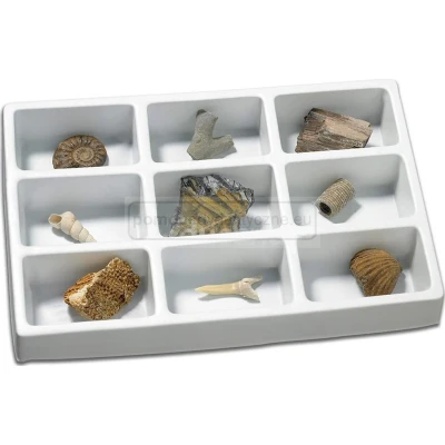 Kolekcja podstawowa - skamieniałości