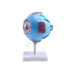 Oko - model oka człowieka 