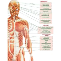 PLANSZA - DUO Układ mięśniowy człowieka