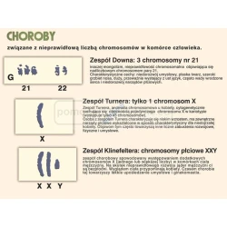 Podstawy genetyki - chromosomy w komórce człowieka - plansza dydaktyczna 