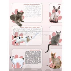 Rasy kotów - plansza dydaktyczna