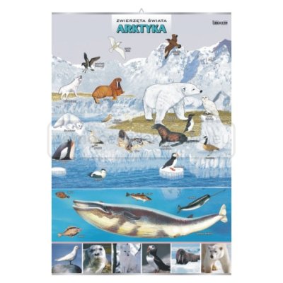 Arktyka – zwierzęta w środowisku – plansza 