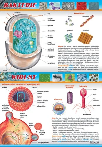 Bakterie i wirusy - plansza
