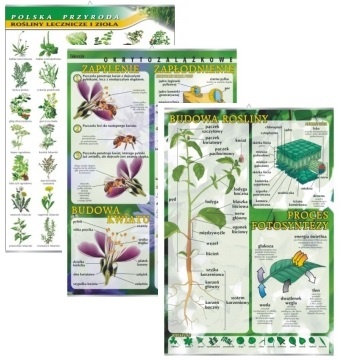 Biologia - botanika - 17 sztuk, zestaw plansz