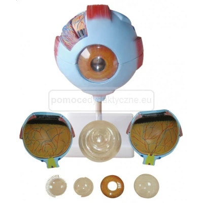 Oko - model oka człowieka 