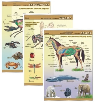 Biologia - zoologia - anatomia - 13 sztuk, zestaw plansz