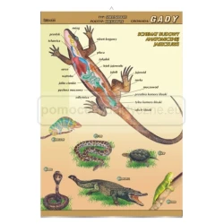 Biologia - zoologia - anatomia - 13 sztuk, zestaw plansz