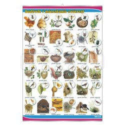 Biologia - zoologia - flora i fauna - 14 sztuki, zestaw plansz