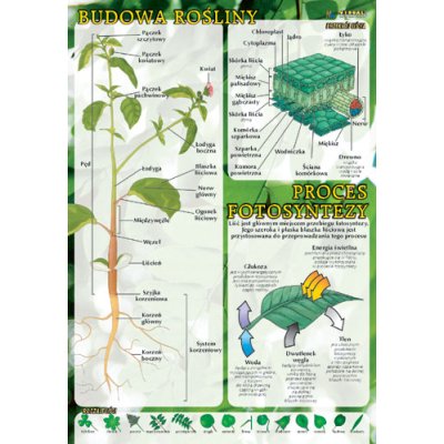 Budowa rośliny, proces fotosyntezy - plansza