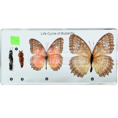 Cykl życiowy motyla (bielinek kapustnik) - okazy w akrylu