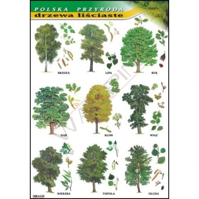 Drzewa liściaste - polska przyroda - plansza