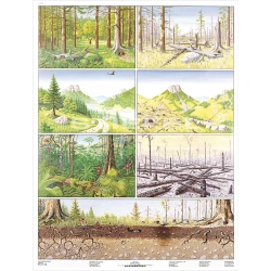 DUO plansza - Zagrożenie środowiska las-ląd