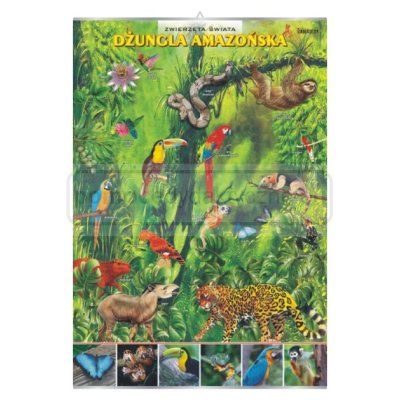 Dżungla amazońska – zwierzęta w środowisku - plansza