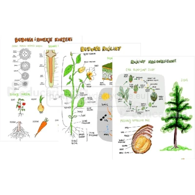 eduPlansza botanika – zestaw 8 plansz edukacyjnych
