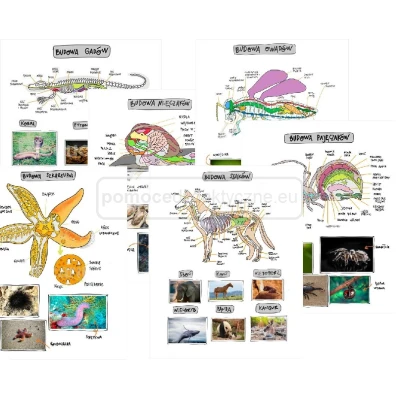 eduPlansza zoologia – zestaw 13 plansz edukacyjnych