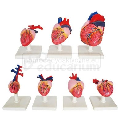 Ewolucja serca kręgowców - 7 modeli anatomicznych