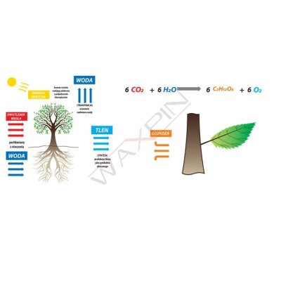 Fotosynteza - schemat magnetyczny