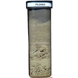 Gleba płowa – profil gleby