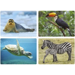 Karty obrazkowe – Zwierzęta