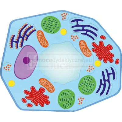 Komórka roślinna - schemat magnetyczny