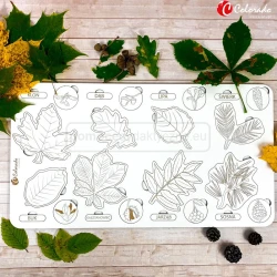 Liście i owoce drzew, tablica edukacyjna