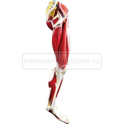 Mięśnie nogi - model anatomiczny, 23 części