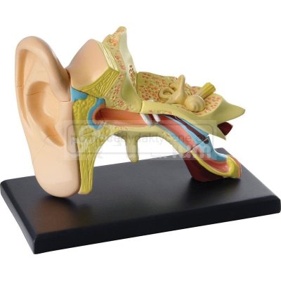 Minianatomia człowieka - ucho, 14 elementów