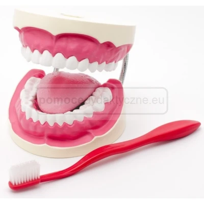 Model do higieny jamy ustnej z językiem