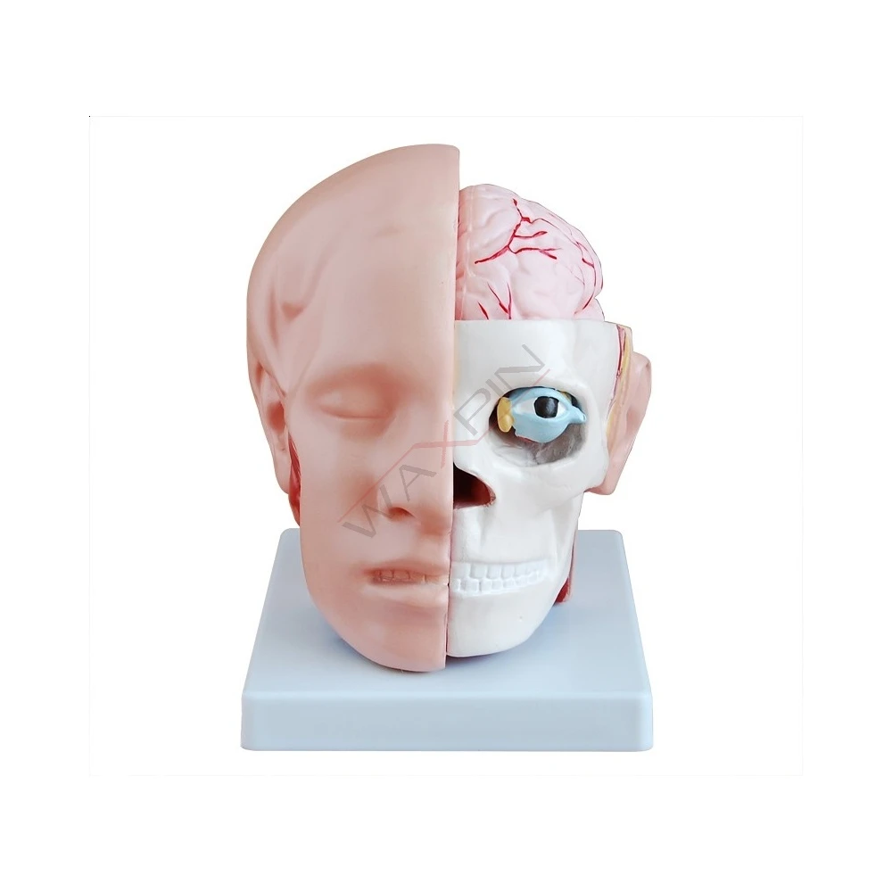 Model głowy z mózgiem