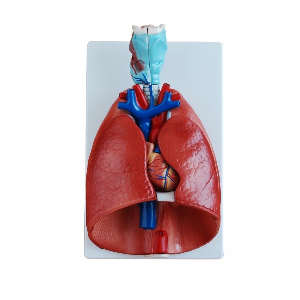 Model płuc - model klatki piersiowej