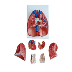 Model płuc - model klatki piersiowej