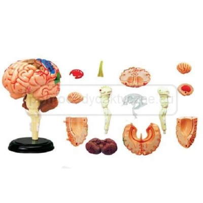 Model mózgu człowieka z zaznaczonymi płatami