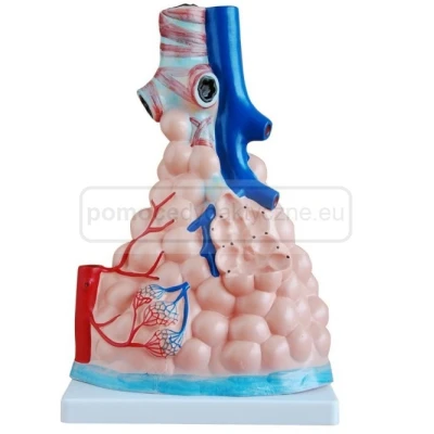 Model pęcherzyków płucnych