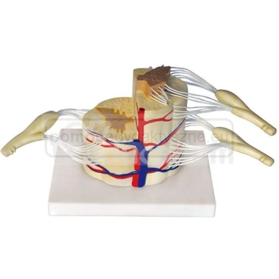 Model rdzenia kręgowego z nerwami