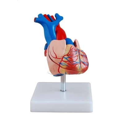 Model serca - serce rozmiar rzeczywisty