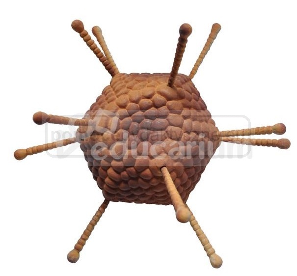 Model wirusa - adenowirus