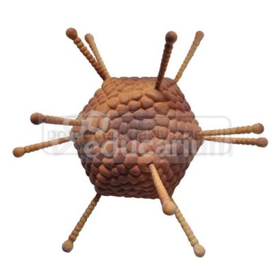 Model wirusa - adenowirus