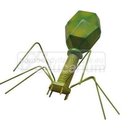 Model wirusa - bakteriofag