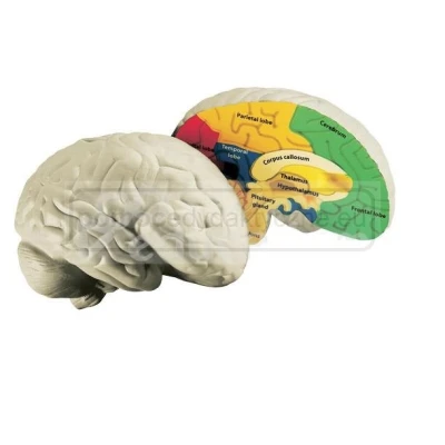 Mózg człowieka - model przekrojowy z pianki