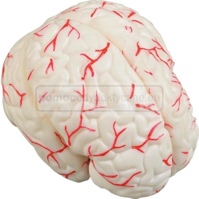 Mózg z naczyniami, model 8 częściowy