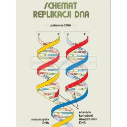 Podstawy genetyki - DNA - plansza dydaktyczna 