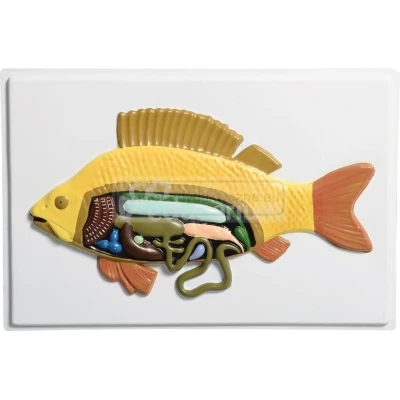 Projekt edukacyjny "Anatomia zwierząt 3D" - ryby (okoń)