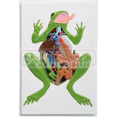 Projekt edukacyjny "Anatomia zwierząt 3D" - płazy (żaba)