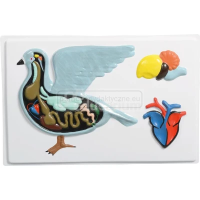 Projekt edukacyjny "Anatomia zwierząt 3D" - ptak (gołąb)