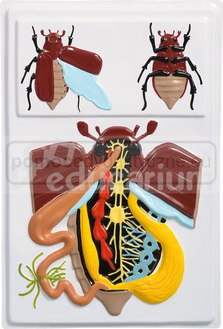Projekt edukacyjny "Anatomia zwierząt 3D" - stawonogi/owady (chrząszcz)