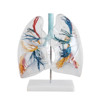Przezroczysty model płuc