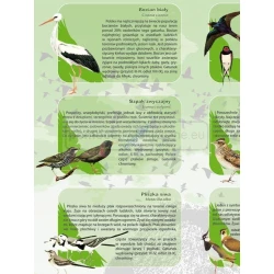 Ptaki naszych łąk i lasów - plansza dydaktyczna 