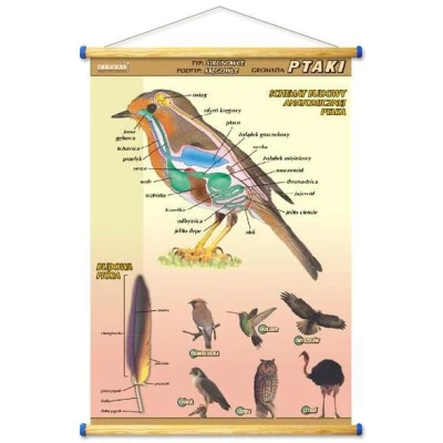 Ptaki - budowa anatomiczna - plansza - oprawa drewniana
