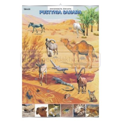 Pustynia Sahara – zwierzęta w środowisku – plansza 