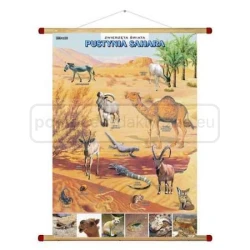 Pustynia Sahara – zwierzęta w środowisku – plansza 
